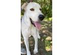 Adopt Bandit a White Great Pyrenees / Mixed dog in Fernandina Beach