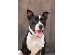 Adopt Reno a Mixed Breed (Medium) / Mixed dog in Dearborn, MI (39058638)