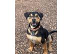 Adopt Ralphie a Black - with Tan, Yellow or Fawn Doberman Pinscher / Labrador