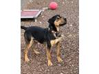 Adopt Ralphie a Black - with Tan, Yellow or Fawn Doberman Pinscher / Labrador