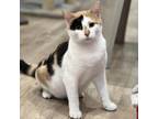 Adopt Momma Evermore a White Domestic Shorthair / Mixed cat in St.