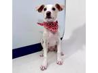 Adopt Apache a Tan/Yellow/Fawn Mixed Breed (Medium) / Mixed dog in Show Low