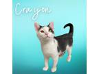 Adopt Crayon a All Black Domestic Shorthair / Mixed cat in Concord