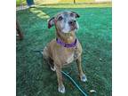 Adopt Lucy a Mixed Breed