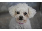 Adopt Gracie a White Poodle (Miniature) / Mixed dog in Colorado Springs