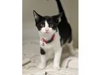 Adopt Lewis a All Black Domestic Mediumhair / Domestic Shorthair / Mixed cat in