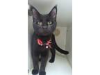 Adopt Syd a All Black Domestic Mediumhair / Domestic Shorthair / Mixed cat in
