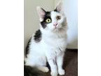 Adopt Marlo a White Domestic Mediumhair / Domestic Shorthair / Mixed cat in Red