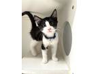 Adopt Clark a All Black Domestic Shorthair / Domestic Shorthair / Mixed cat in