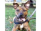 Adopt King a Brindle Mixed Breed (Large) / Mixed dog in Austin, TX (38987148)