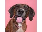 Adopt Miss Lola a Bloodhound