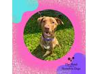 Adopt Abby a Mixed Breed (Medium) / Mixed dog in Cumberland, RI (39013704)