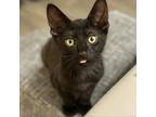 Adopt Chive a All Black Domestic Shorthair / Mixed cat in Los Angeles