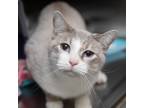 Adopt Christina a Tiger Striped Domestic Shorthair / Mixed cat in Salt Lake