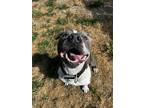 Adopt Guido a Gray/Blue/Silver/Salt & Pepper American Staffordshire Terrier /