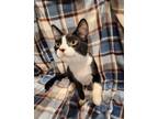 Adopt Freeman a Domestic Shorthair / Mixed (short coat) cat in Newnan