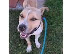 Adopt Storm a Tan/Yellow/Fawn American Pit Bull Terrier / Mixed dog in