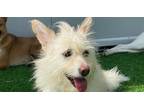 Adopt Queen of Hearts a White Westie, West Highland White Terrier / Spitz
