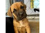 Adopt Bell Pepper a Coonhound, Black Labrador Retriever