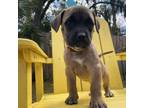 Adopt Cayenne a Coonhound, Black Labrador Retriever