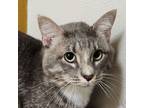 Adopt Pickles a Domestic Shorthair cat in Yankton, SD (39021051)