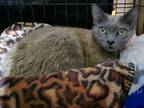 Adopt Stormy the Beautiful Bobtail a Domestic Short Hair, American Bobtail