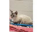 Adopt Elena a Domestic Shorthair / Mixed (short coat) cat in Madison