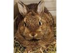Adopt Bosley a Netherland Dwarf / Mixed (short coat) rabbit in Scotts Valley