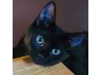 Adopt Wednesday a All Black Domestic Shorthair / Mixed cat in Brighton