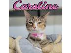 Adopt Caroline a Domestic Shorthair / Mixed (short coat) cat in Hillsboro