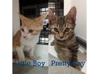 Adopt Pretty Boy (and Little Boy) a Domestic Shorthair / Mixed (short coat) cat