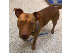 Adopt Bam Bam a Brown/Chocolate Mixed Breed (Medium) / Mixed dog in Auburn