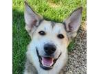 Adopt Darla a German Shepherd Dog dog in Yankton, SD (38988868)
