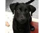 Adopt Penny a Black Labrador Retriever / Mixed dog in Atlanta, GA (39030340)