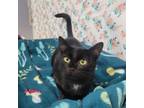 Adopt Maeve a All Black Domestic Mediumhair / Mixed cat in Garden, KS (38777224)