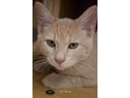 Adopt Kitten: Zuzu *Featured at Petco in Columbia, MD* a Cream or Ivory Domestic