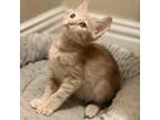 Adopt Leo a Tan or Fawn Tabby Domestic Shorthair / Mixed cat in Lantana