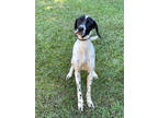Adopt Pongo + a White Pointer / German Shorthaired Pointer / Mixed dog in