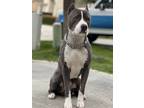 Adopt Chief a Gray/Blue/Silver/Salt & Pepper American Staffordshire Terrier /