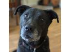 Adopt Ruby a Black Labrador Retriever / Mixed dog in Rocklin, CA (38782184)