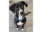 Adopt Daisy / AC 24405 K a Labrador Retriever / Mixed dog in Greeneville