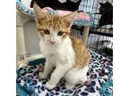 Adopt Stanford a Orange or Red Domestic Shorthair / Mixed cat in Kanab