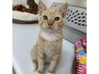 Adopt Harvard a Tan or Fawn Tabby Domestic Shorthair / Mixed cat in Kanab