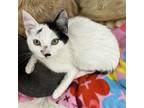 Adopt Yale a White Domestic Shorthair / Mixed cat in Kanab, UT (39047188)