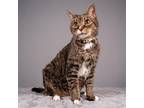 Adopt Griswold a Brown or Chocolate Domestic Shorthair / Mixed cat in