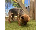 Adopt Ranada 44 a Yorkshire Terrier