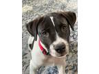 Adopt Scooter a Black - with White Labrador Retriever / Mixed Breed (Medium) /