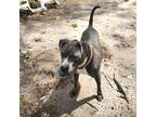 Adopt Blu a Gray/Silver/Salt & Pepper - with Black Pit Bull Terrier / Mixed dog