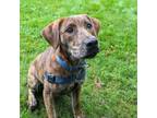 Adopt Cinnabon a Brindle Mixed Breed (Large) / Mixed dog in East Smithfield