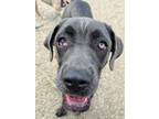Adopt Harlow a Gray/Blue/Silver/Salt & Pepper Cane Corso / Mixed dog in Kokomo